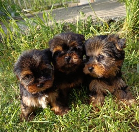 Yorkshire terrier