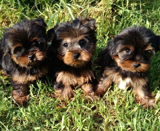 Yorkshire terrier