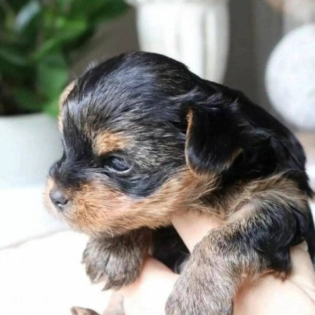 Yorkshire terrier