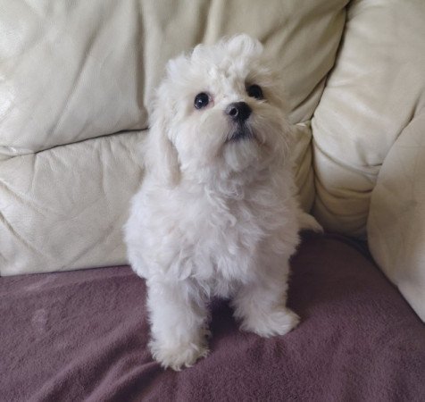 Bichon Havanese