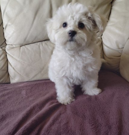Bichon Havanese