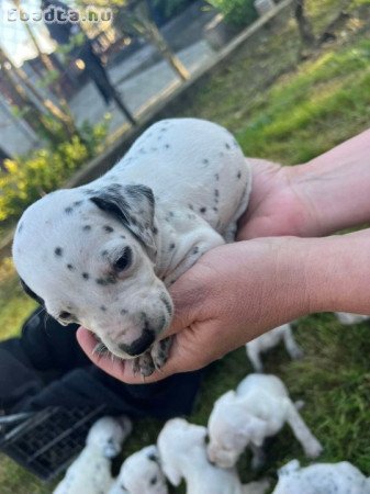 Dalmata kiskutyák