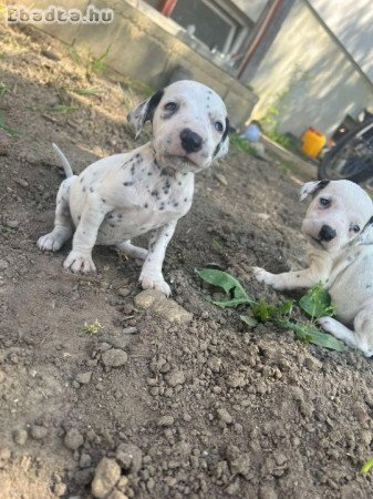 Dalmata kiskutyák