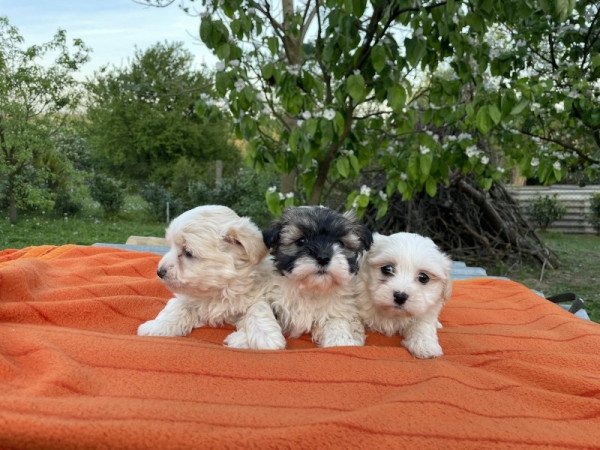 Bichon havanese