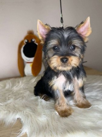 Yorkshire terrier