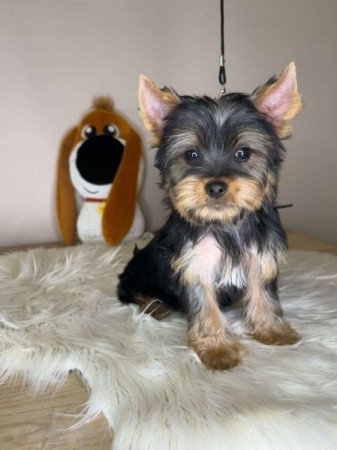 Yorkshire terrier