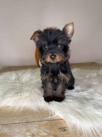 Yorkshire terrier