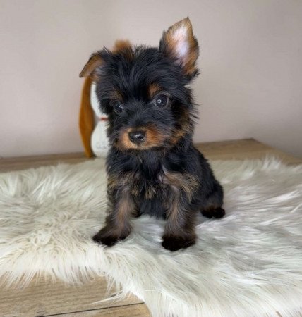 Yorkshire terrier