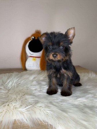 Yorkshire terrier