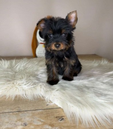 Yorkshire terrier