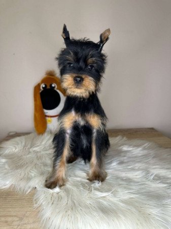 Yorkshire terrier
