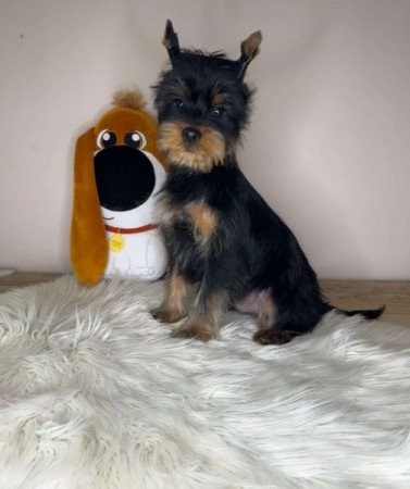 Yorkshire terrier