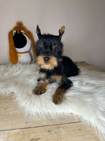 Yorkshire terrier