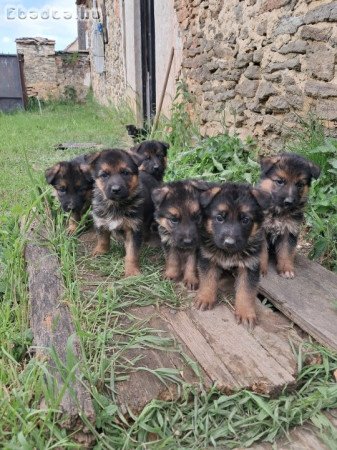 Német juhász kiskutyák eladók