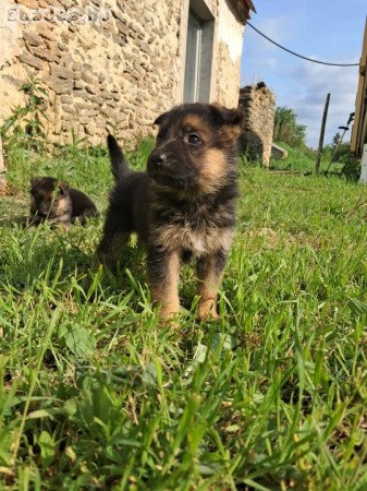 Német juhász kiskutyák eladók