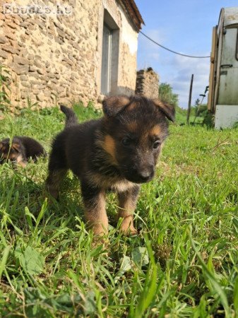 Német juhász kiskutyák eladók