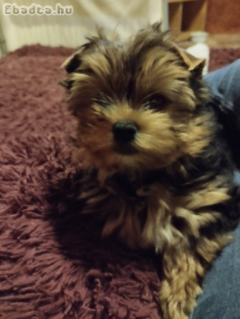 Yorkshire terrier