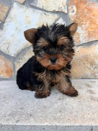 Yorkshire Terrier