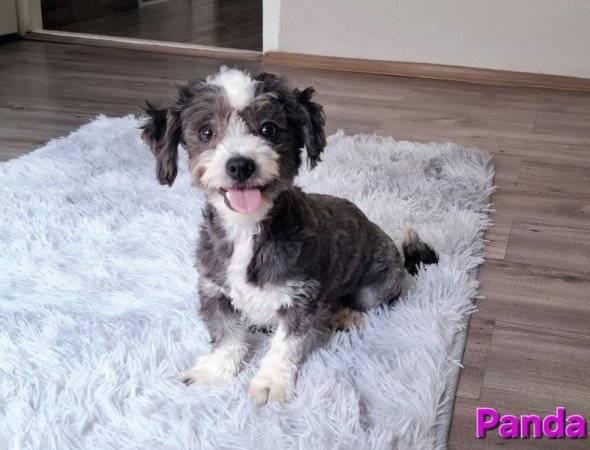 Bichon havanese