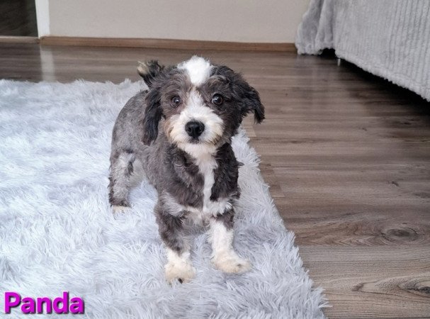 Bichon havanese