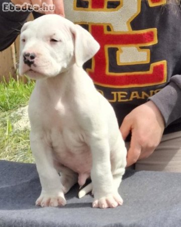 Argentin Dog Kölyök