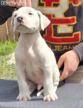 Argentin Dog Kölyök