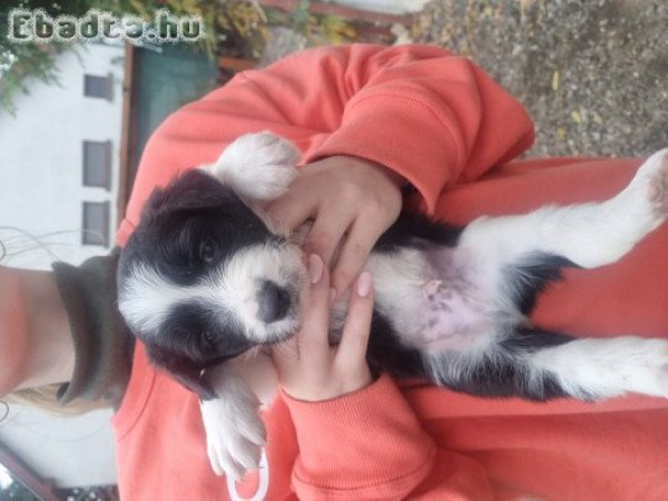 Border Collie kiskutyáink
