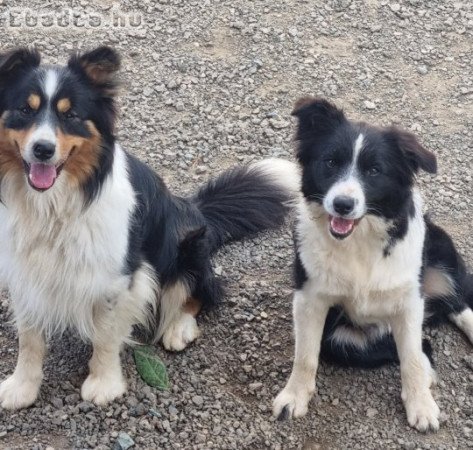 Border Collie kiskutyáink