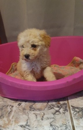 Maltipoo