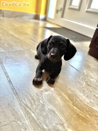 Fajtatiszta jellegű tacskó kiskutya