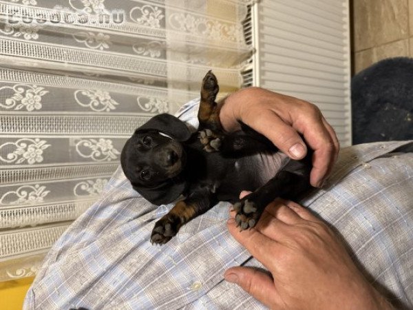 Fajtatiszta jellegű tacskó kiskutya