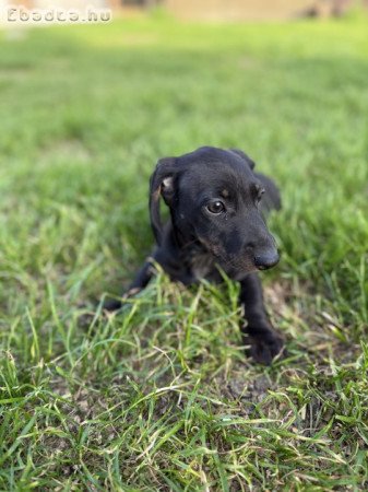 Fajtatiszta jellegű tacskó kiskutya