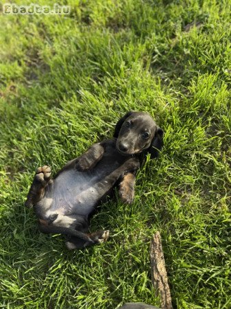 Fajtatiszta jellegű tacskó kiskutya