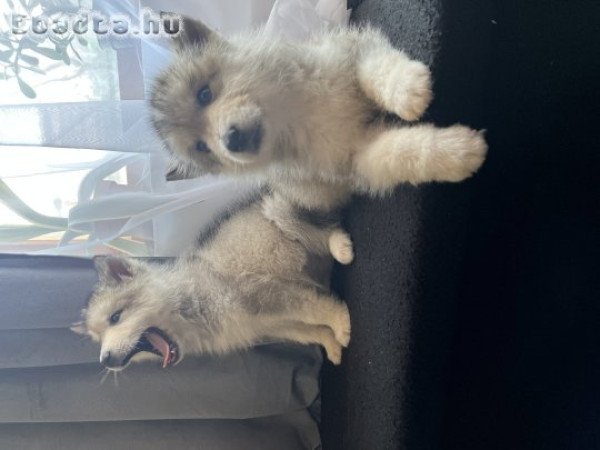 Alaszkai malamut kölykök