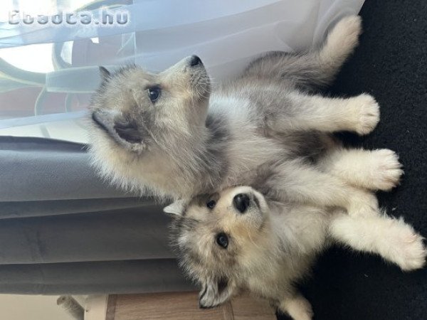 Alaszkai malamut kölykök