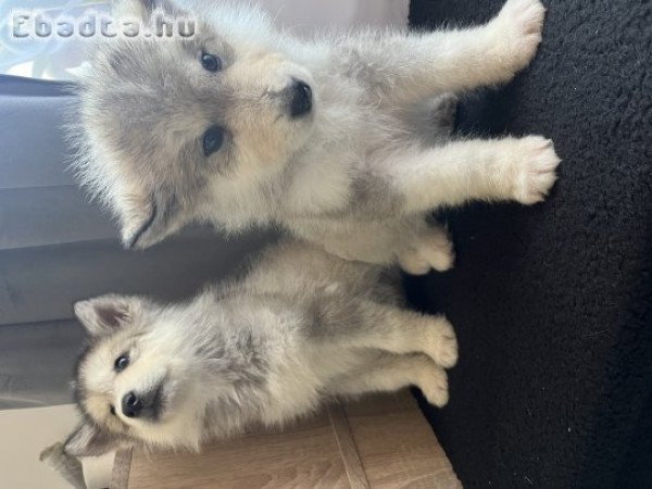 Alaszkai malamut kölykök