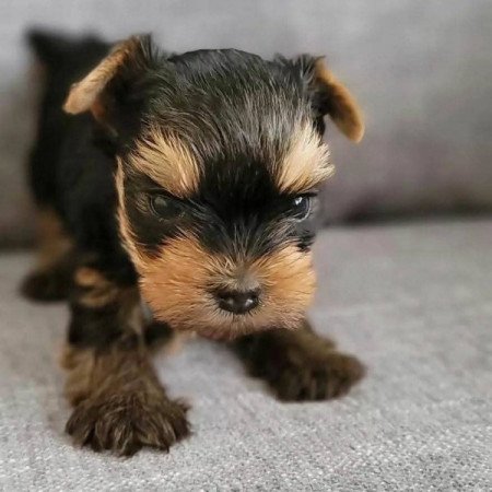 Yorkshire terrier jellegű