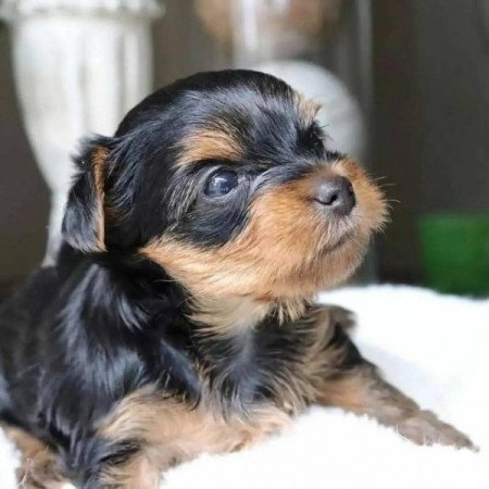 Yorkshire terrier jellegű