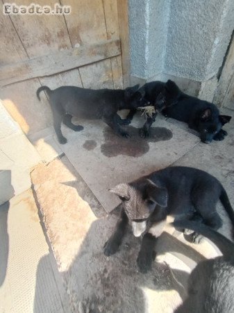 Németjuhász kiskutyák eladók