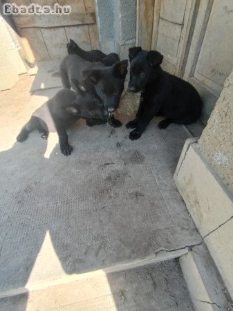 Németjuhász kiskutyák eladók
