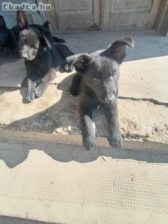 Németjuhász kiskutyák eladók