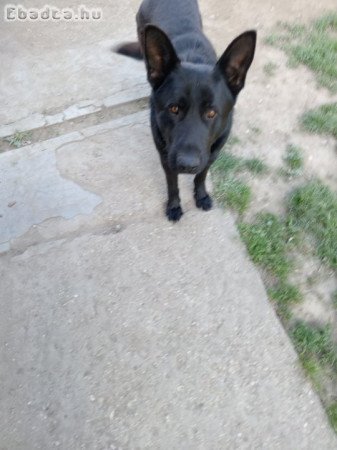 Németjuhász kiskutyák eladók