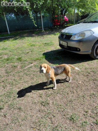 8 hónapos beagle ingyen elvihető