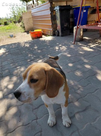 8 hónapos beagle ingyen elvihető