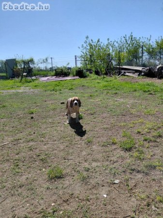 8 hónapos beagle ingyen elvihető