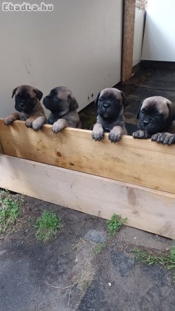 Bullmasztiff kölykök