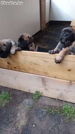 Bullmasztiff kölykök