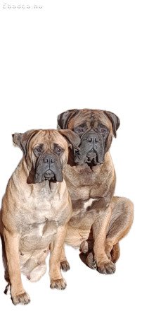 Bullmasztiff kölykök