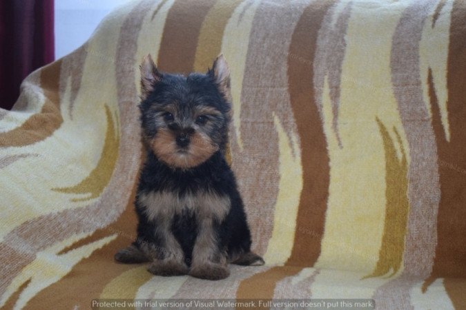 Yorkshire terrier