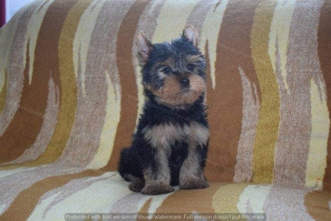 Yorkshire terrier
